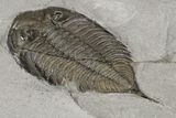 Dalmanites Trilobite Fossil - New York #99026-2